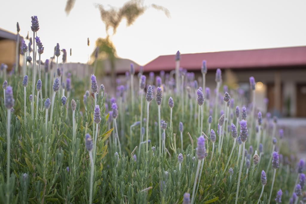 Terra Del Valle Bed & Breakfast Valle de Guadalupe Dış mekan fotoğraf